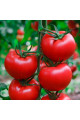 Квантум F1 — томат індетермінантний (Manier Seeds)