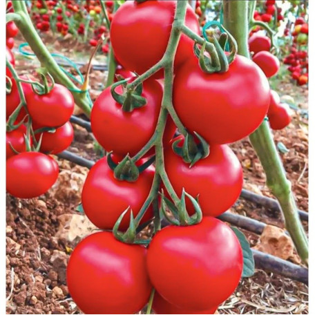 Лугано F1 — томат індетермінантний (Manier Seeds)