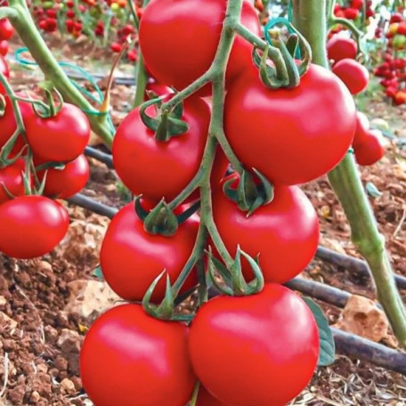 Лугано F1 — томат індетермінантний (Manier Seeds)