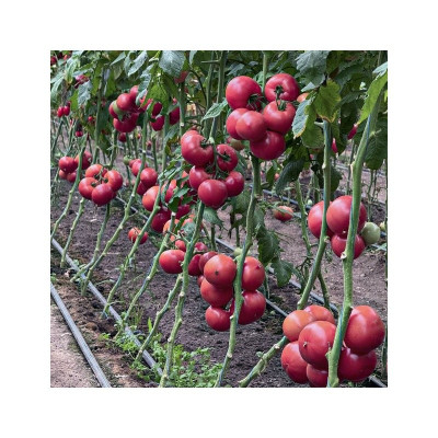Монсеррат F1 — рожевий томат індетермінантний (Manier Seeds)