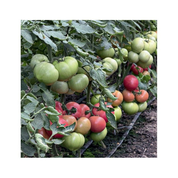 Монсеррат F1 — рожевий томат індетермінантний (Manier Seeds)