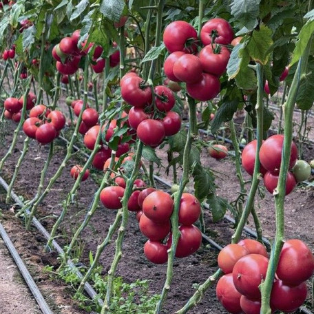 Монсеррат F1 — рожевий томат індетермінантний (Manier Seeds)