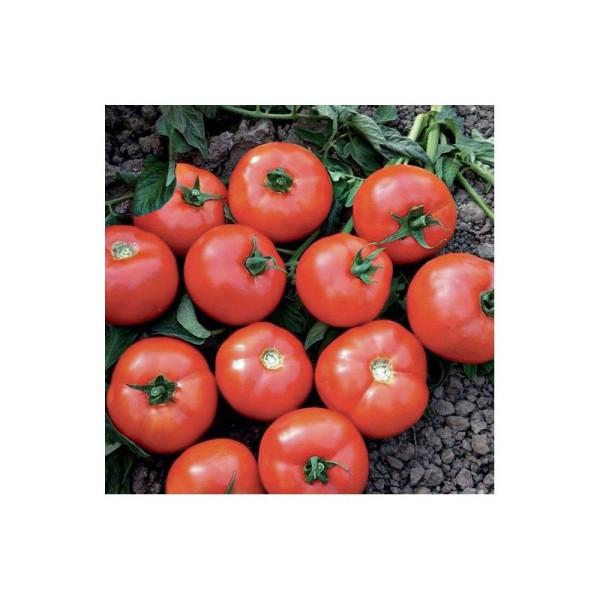 Оскар F1 — томат детермінантний (Manier Seeds)