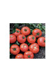 Оскар F1 — томат детермінантний (Manier Seeds)