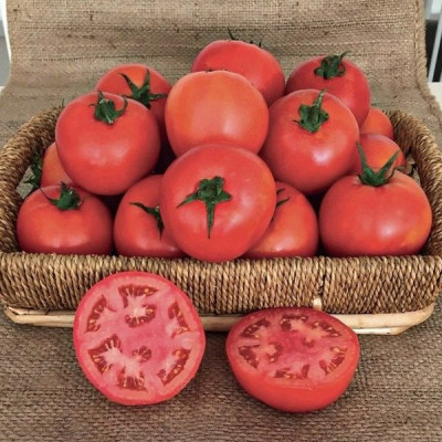 Оскар F1 — томат детермінантний (Manier Seeds)