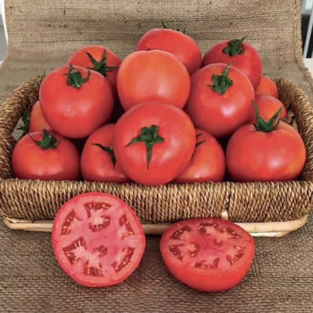 Оскар F1 — томат детермінантний (Manier Seeds)