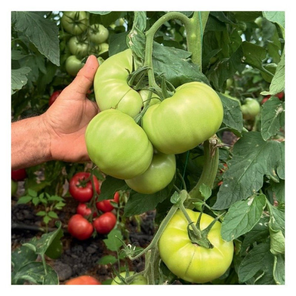 Пікассо F1 — рожевий томат індетермінантний (Manier Seeds)