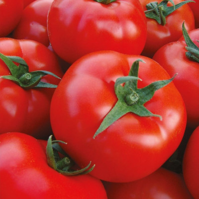 Шахмат F1 — томат індетермінантний (Manier Seeds)