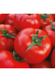 Шахмат F1 — томат індетермінантний (Manier Seeds)