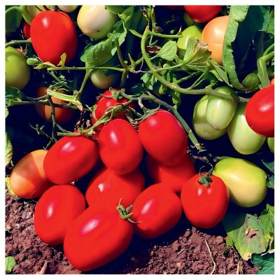 Супра F1 — томат детермінантний (Manier Seeds)