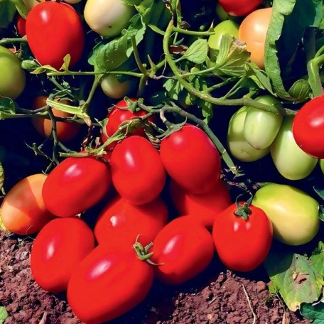 Супра F1 — томат детермінантний (Manier Seeds)