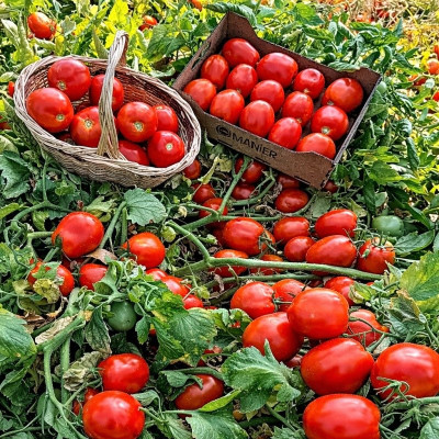 Супрім F1 — томат детермінантний (Manier Seeds)
