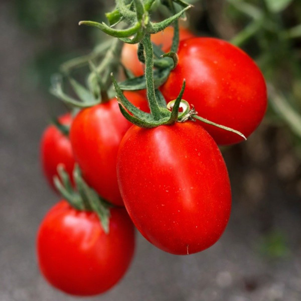 Супрім F1 — томат детермінантний (Manier Seeds)