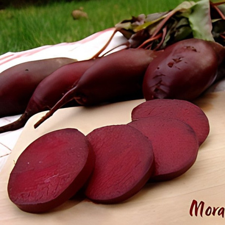 Ренова — буряк столовий (Moravoseed)