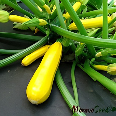Голдена — кабачок середньоранній (Moravoseed)