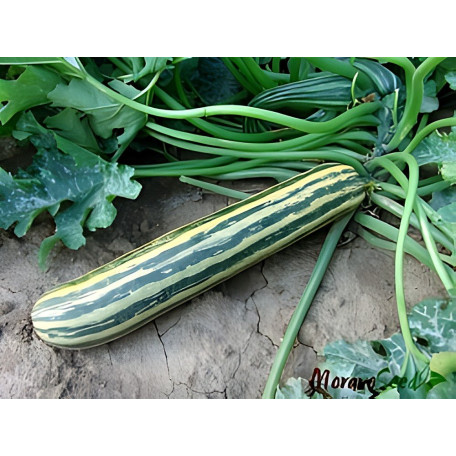 Тапір — кабачок ранній (Moravoseed)