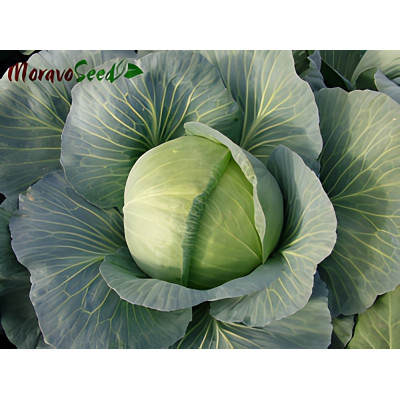 Полар — капуста б/г пізня (Moravoseed)