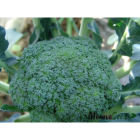 Лімба — капуста броколі ранньостигла (Moravoseed)