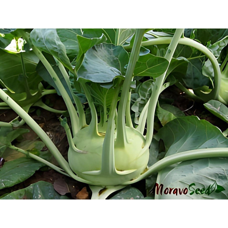 Гігант — капуста кольрабі пізня (Moravoseed)