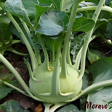 Гігант — капуста кольрабі пізня (Moravoseed)