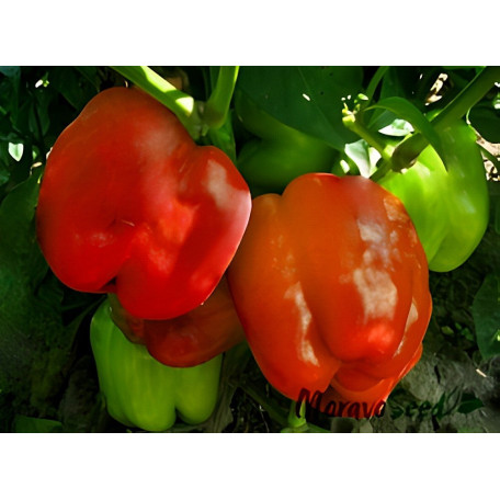 Гранова — перець солодкий типу Блочний середньостиглий (Moravoseed)