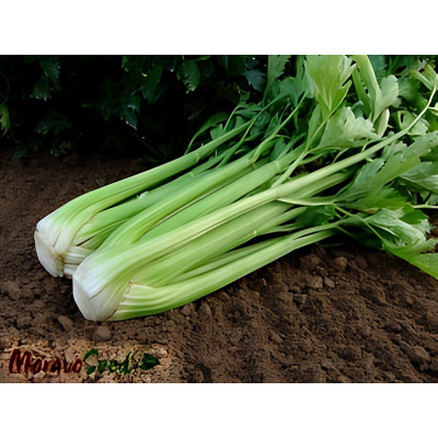 Малахіт — селера черешкова (Moravoseed)
