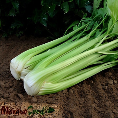 Малахіт — селера черешкова (Moravoseed)