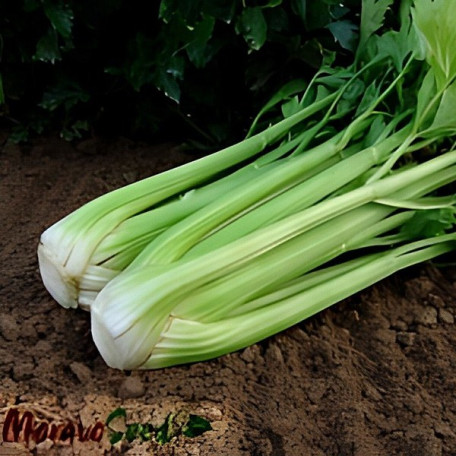 Малахіт — селера черешкова (Moravoseed)