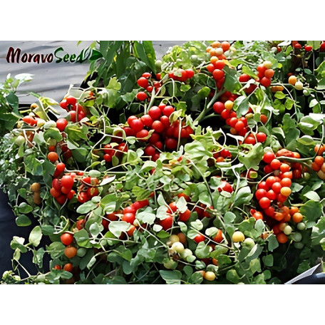 Баяя — черрі томат детермінантний (Moravoseed)