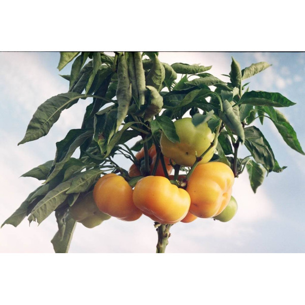 Сонечко — перець солодкий типу Ротунда середньоранній (НІІЦСА)