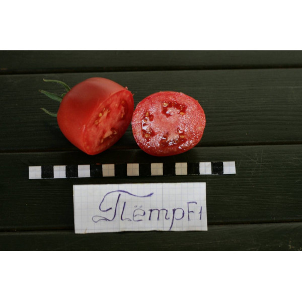 Петро F1 — рожевий томат індетермінантний (НІІЦСА)