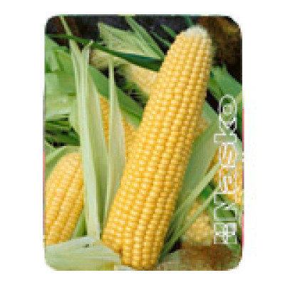 Nasko Zea 75/26 F1 — кукурудза солодка ранньостигла (Nasko)