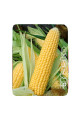 Nasko Zea 75/26 F1 — кукурудза солодка ранньостигла (Nasko)