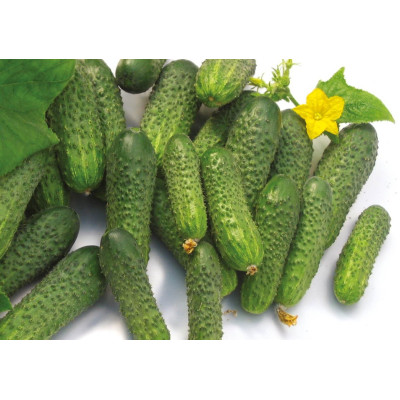 Нейліна F1 — огірок партенокарп. ранньостиглий (Nunhems)