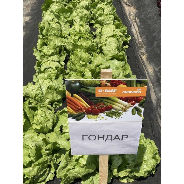 Гондар F1 — салат типу Айсберг насичений зелений (Nunhems)