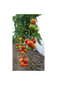Дрімболл F1 — томат індетермінантний (Nunhems)