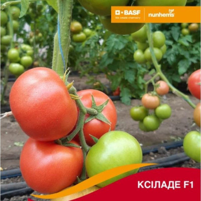 Ксілад F1 — томат індетермінантний (Nunhems)