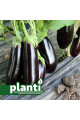 Честер F1 — баклажан (Ergon seeds)