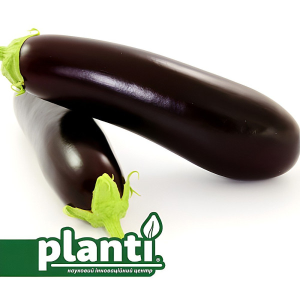 Честер F1 — баклажан (Ergon seeds)