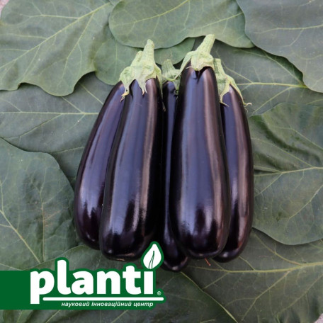 ES 35007 F1 — баклажан (Ergon seeds)