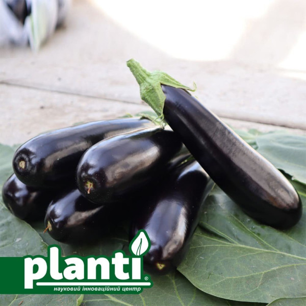 ES 35007 F1 — баклажан (Ergon seeds)