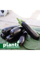 ES 35007 F1 — баклажан (Ergon seeds)