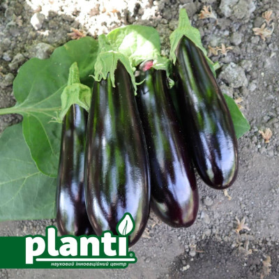 ES 35008 F1 — баклажан (Ergon seeds)