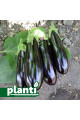 ES 35008 F1 — баклажан (Ergon seeds)