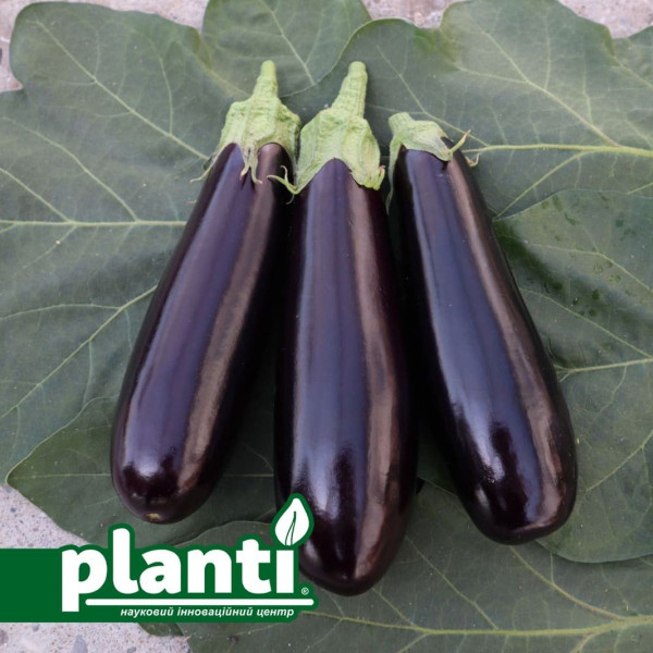 ES 35008 F1 — баклажан (Ergon seeds)