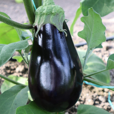 ES 3592 F1 — баклажан (Ergon Seed)
