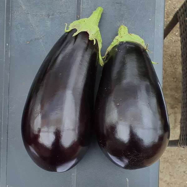 ES 3592 F1 — баклажан (Ergon Seed)