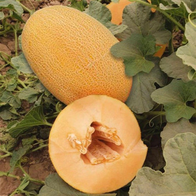 ES 25157 F1 — диня типу Ананас рання (Ergon Seed)