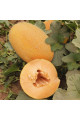 ES 25157 F1 — диня типу Ананас рання (Ergon Seed)