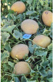 ES 25157 F1 — диня типу Ананас рання (Ergon Seed)